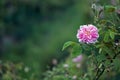 Beautiful Bulgarian Damask Roses in the Valley of Roses in Bulgaria Royalty Free Stock Photo