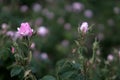 Beautiful Bulgarian Damask Roses in the Valley of Roses in Bulgaria