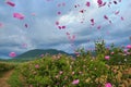 Beautiful Bulgarian Damask Roses Royalty Free Stock Photo