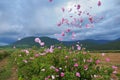 Beautiful Bulgarian Damask Roses Royalty Free Stock Photo