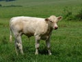 Beautiful Bull Calf in Pasture