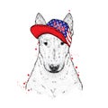 Beautiful bull terrier in a cap. Fashion & Style. Clothes and accessories. Vector illustration. Royalty Free Stock Photo