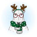 A beautiful bull terrier in a deer suit and a winter scarf. New Year`s and Christmas. Pedigree dog.