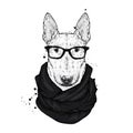 A beautiful bull terrier with glasses and a scarf. Vector illustration with thoroughbred dog. Hipster. Royalty Free Stock Photo