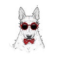 A beautiful bull terrier with glasses and a tie with thorns. Fashion & Style. Clothes and accessories. Royalty Free Stock Photo