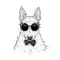 A beautiful bull terrier with glasses and a tie with thorns. Fashion & Style. Clothes and accessories. Royalty Free Stock Photo