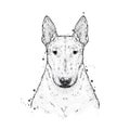 A beautiful bull terrier with a tie with thorns. Fashion & Style. Clothes and accessories. Vector illustration.