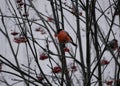 A beautiful bullfinch on a cloudy winter morning sits on a branch of a Rowan tree and eats red berries covered with frost.