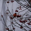 A beautiful bullfinch on a cloudy winter morning sits on a branch of a Rowan tree and eats red berries covered with frost.