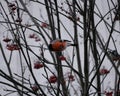 A beautiful bullfinch on a cloudy winter morning sits on a branch of a Rowan tree and eats red berries covered with frost.
