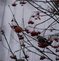 A beautiful bullfinch on a cloudy winter morning sits on a branch of a Rowan tree and eats red berries covered with frost.