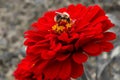 A beautiful bumble bee sits on a red flower of Zinnia around a d Royalty Free Stock Photo