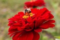 A beautiful bumble bee sits on a red flower of Zinnia around a g Royalty Free Stock Photo