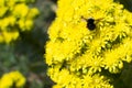 Beautiful bumblebee on bright yellow flowers.