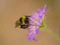 A beautiful bumblebee gathering honey from a purple summer flower.