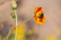 Beautiful brown bumblebee is on the orange big flower