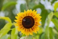 Beautiful bumblebee sits on the orange-yellow sunflower