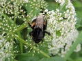 Beautiful bumblebee on wild plant, Lithuania Royalty Free Stock Photo