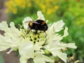 Beautiful bumblebee on yellow plant, Lithuania Royalty Free Stock Photo