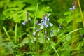 Beautiful bunch of Bellflowers Campanula. Blue, purple and violet is color. Rich and strong in color, against a bright green bac