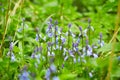 Beautiful bunch of Bellflowers Campanula. Blue, purple and violet is color. Rich and strong in color, against a bright green bac