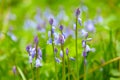 Beautiful bunch of Bellflowers Campanula. Blue, purple and violet is color. Rich and strong in color, against a bright green bac