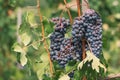 Beautiful bunch of black nebbiolo grapes with green leaves in the vineyards