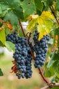 Beautiful bunch of black nebbiolo grapes with green leaves in the vineyards Royalty Free Stock Photo