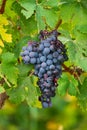 Beautiful bunch of black nebbiolo grapes with green leaves in the vineyards Royalty Free Stock Photo