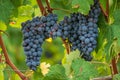 Beautiful bunch of black nebbiolo grapes with green leaves in the vineyards