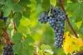 Beautiful bunch of black nebbiolo grapes with green leaves in the vineyards