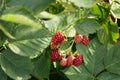 Beautiful bunch of blackberries. red unripe berries close up on a background of green leaves. soft focus Royalty Free Stock Photo