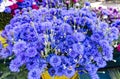 Beautiful bunch of blooming cornflowers (Centaurea cyanus) closeup. Royalty Free Stock Photo