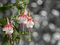 Beautiful bunch of a blooming pink and white fuchsia flowers over natural gray backdrop. Flower background with copy space. Royalty Free Stock Photo