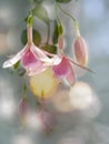 Beautiful bunch of a blooming pink and white fuchsia flowers over natural gray backdrop. Flower background Royalty Free Stock Photo