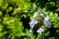 Beautiful bunch blue petal flower in a spring season at a botanical garden. Royalty Free Stock Photo