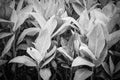 Beautiful bunch of canna lily leaves in sunlight