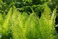 Beautiful bunch of Dryopteris plant