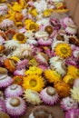 Beautiful bunch of everlasting straw flowers left to dry. Close up shot, no people