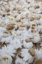 Beautiful bunch of everlasting straw flowers left to dry. Close up shot, no people