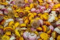 Beautiful bunch of everlasting straw flowers left to dry. Close up shot, no people