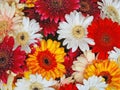 Beautiful bunch of flowers, daisy gerbera.