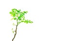 A bunch of green Horse radish tree Moringa Oleifera Lam leaf sprouts on it twigs isolated on white background.