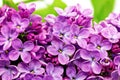 Beautiful Bunch of Lilac close-up