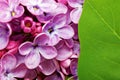 Beautiful Bunch of Lilac close-up