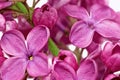 Beautiful Bunch of Lilac close-up