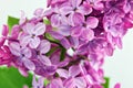 Beautiful Bunch of Lilac close-up