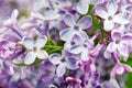 Beautiful Bunch of Lilac close-up