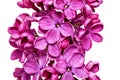 Beautiful Bunch of Lilac