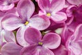 Beautiful Bunch of Lilac close-up